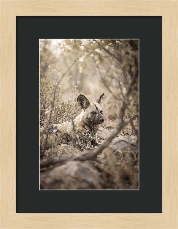 African Wild Dog In Serenity