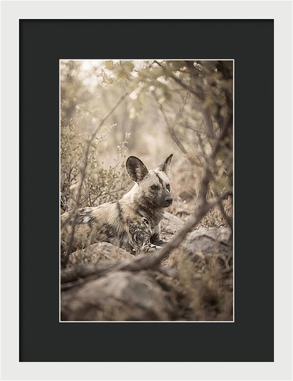 African Wild Dog In Serenity