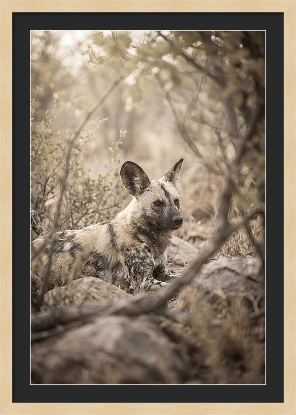 African Wild Dog In Serenity
