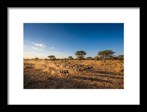 African Wild Dog Pack Chase