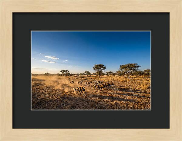 African Wild Dog Pack Chase