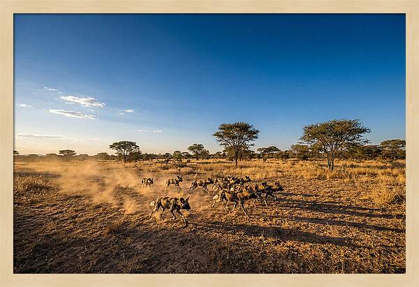 African Wild Dog Pack Chase