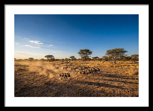 African Wild Dog Pack Chase