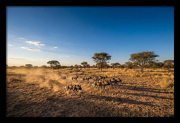 African Wild Dog Pack Chase