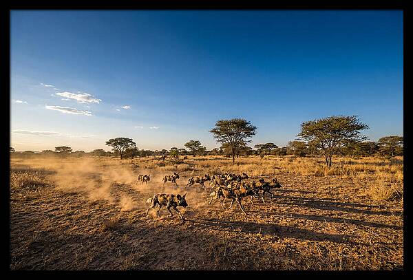 African Wild Dog Pack Chase