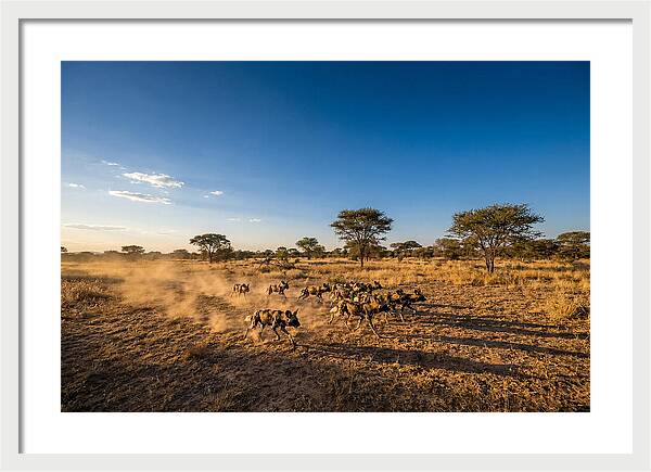 African Wild Dog Pack Chase