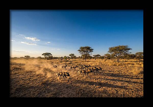 African Wild Dog Pack Chase