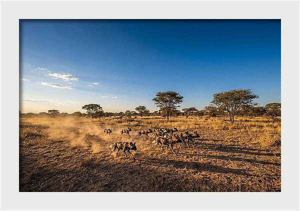 African Wild Dog Pack Chase