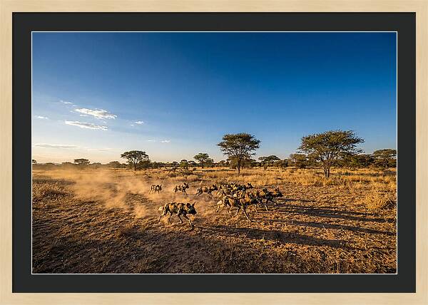 African Wild Dog Pack Chase