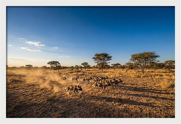 African Wild Dog Pack Chase