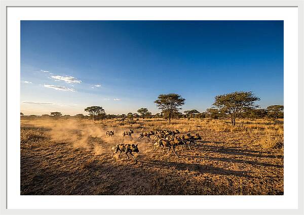 African Wild Dog Pack Chase