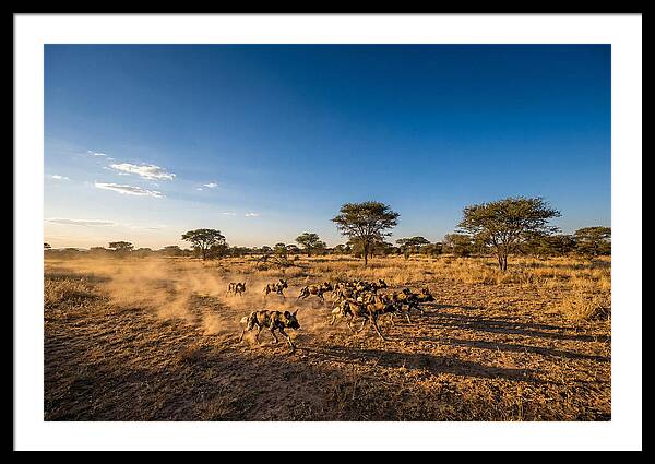 African Wild Dog Pack Chase