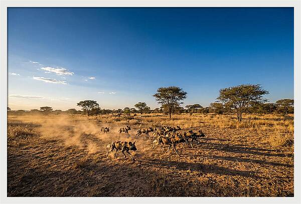 African Wild Dog Pack Chase