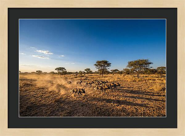 African Wild Dog Pack Chase