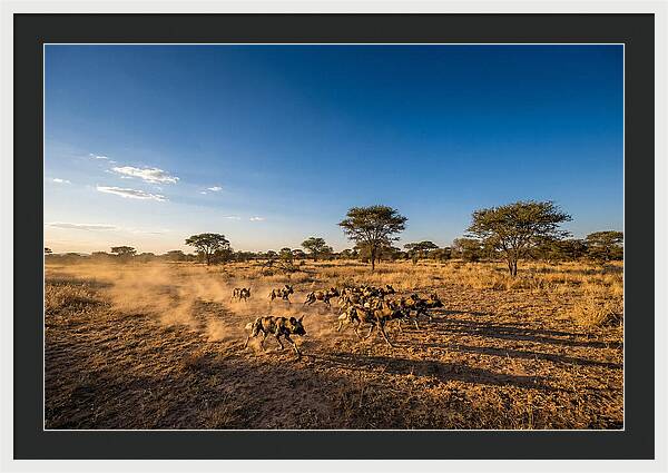 African Wild Dog Pack Chase