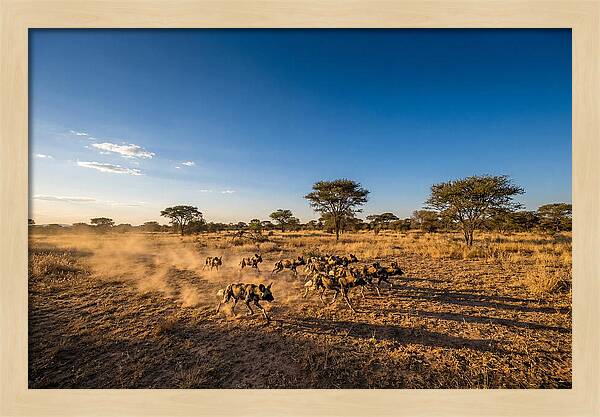 African Wild Dog Pack Chase