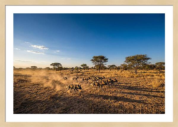 African Wild Dog Pack Chase