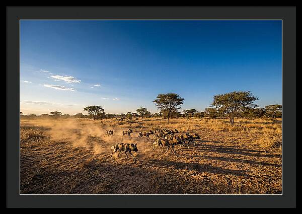 African Wild Dog Pack Chase
