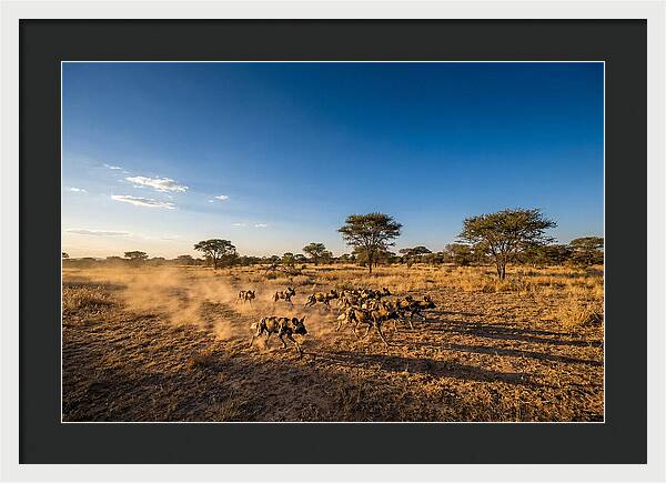 African Wild Dog Pack Chase