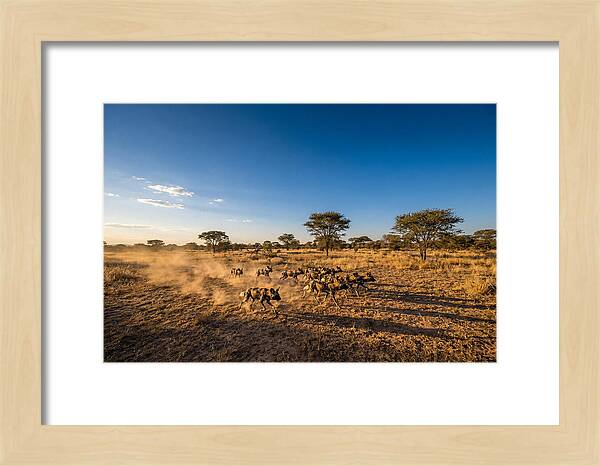 African Wild Dog Pack Chase