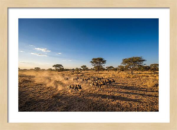 African Wild Dog Pack Chase