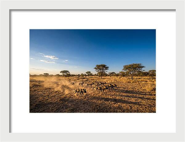 African Wild Dog Pack Chase