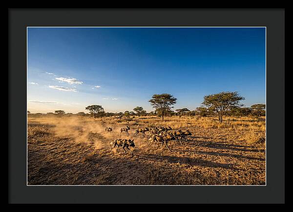 African Wild Dog Pack Chase