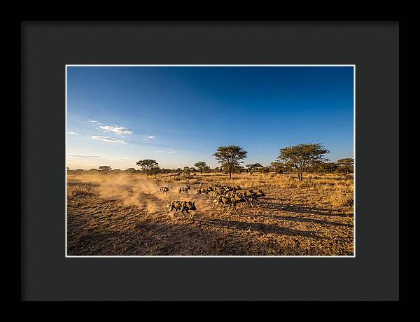 African Wild Dog Pack Chase