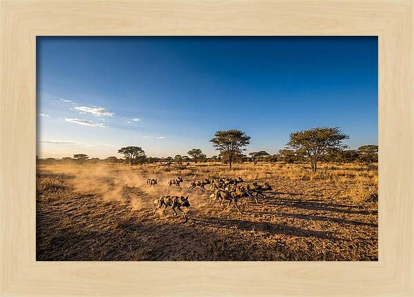 African Wild Dog Pack Chase
