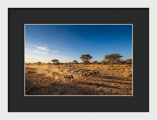 African Wild Dog Pack Chase