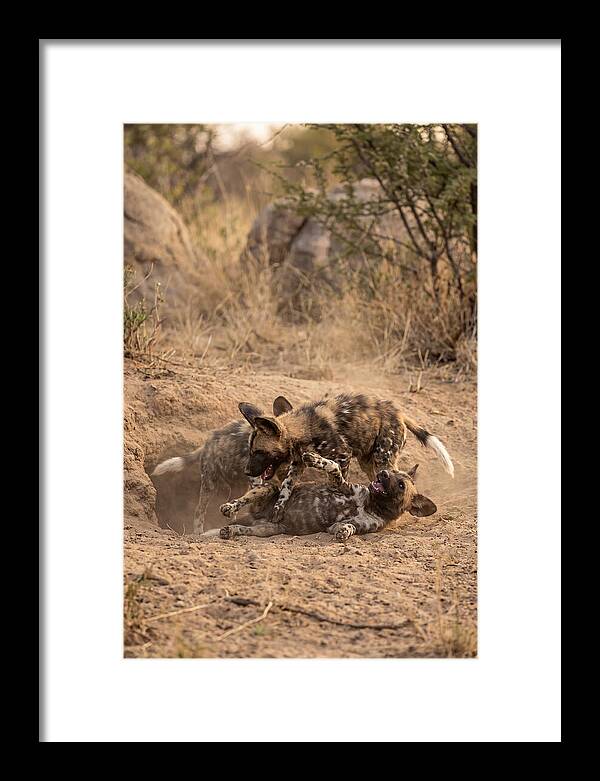 African Wild Dog Pups Playing