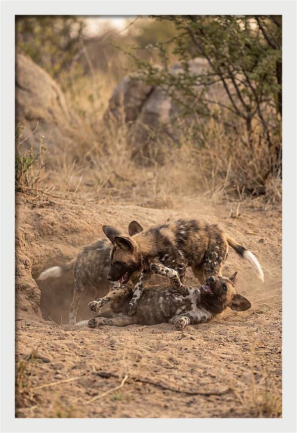 African Wild Dog Pups Playing