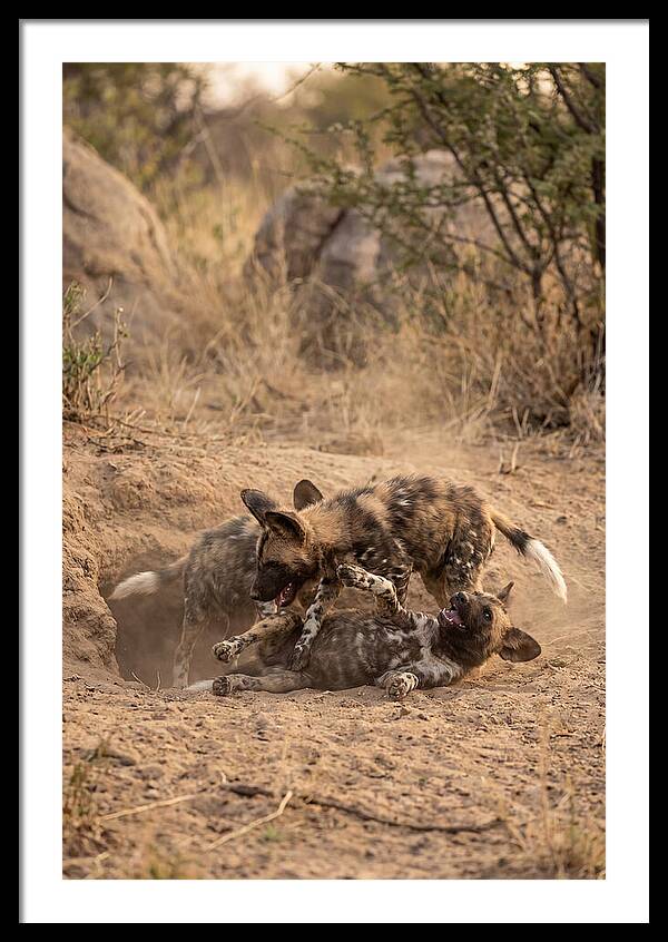 African Wild Dog Pups Playing