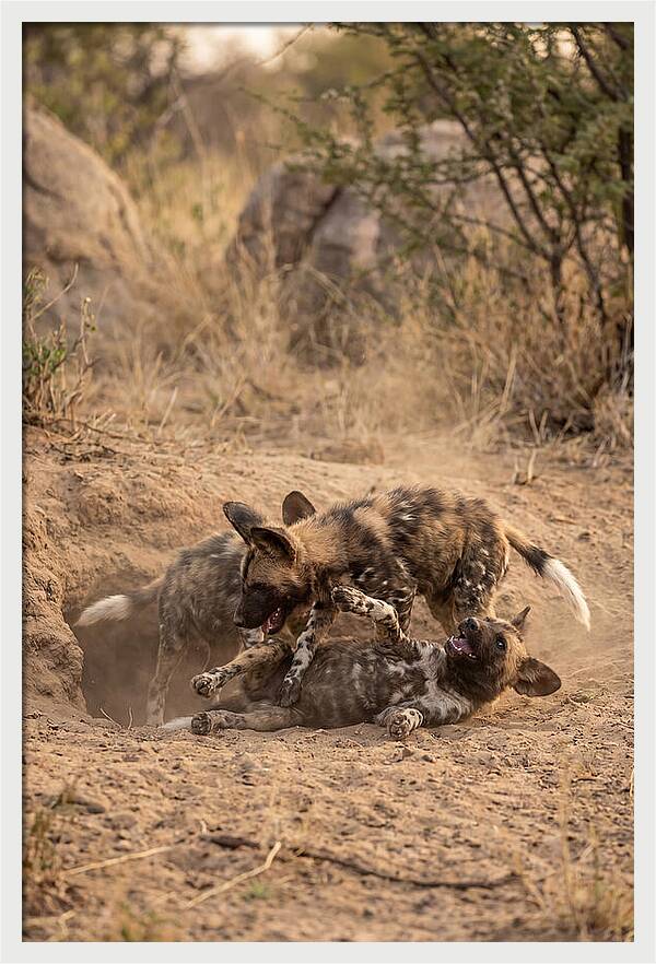 African Wild Dog Pups Playing