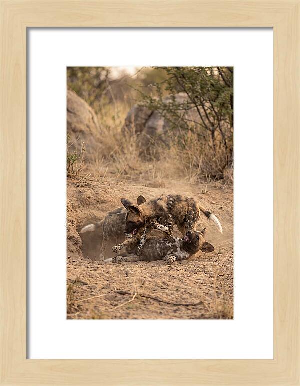African Wild Dog Pups Playing