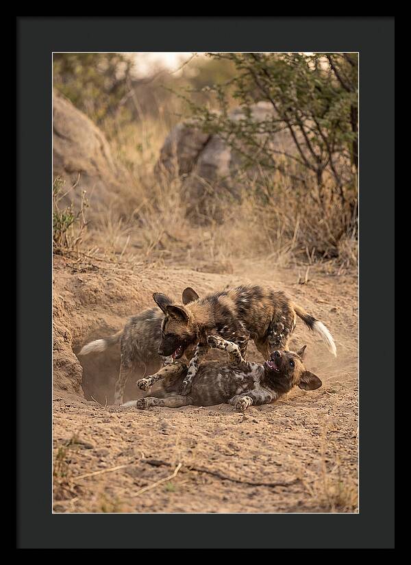 African Wild Dog Pups Playing