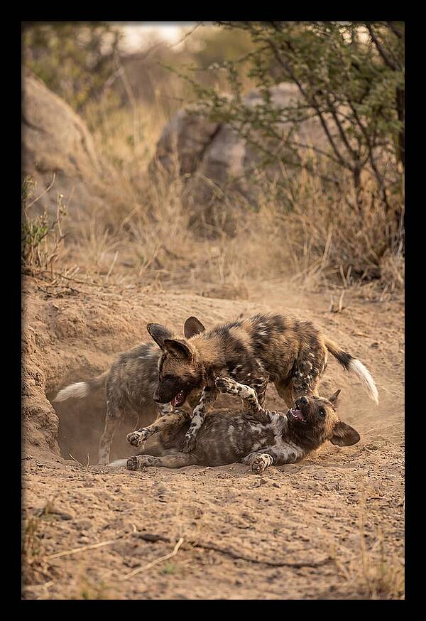 African Wild Dog Pups Playing