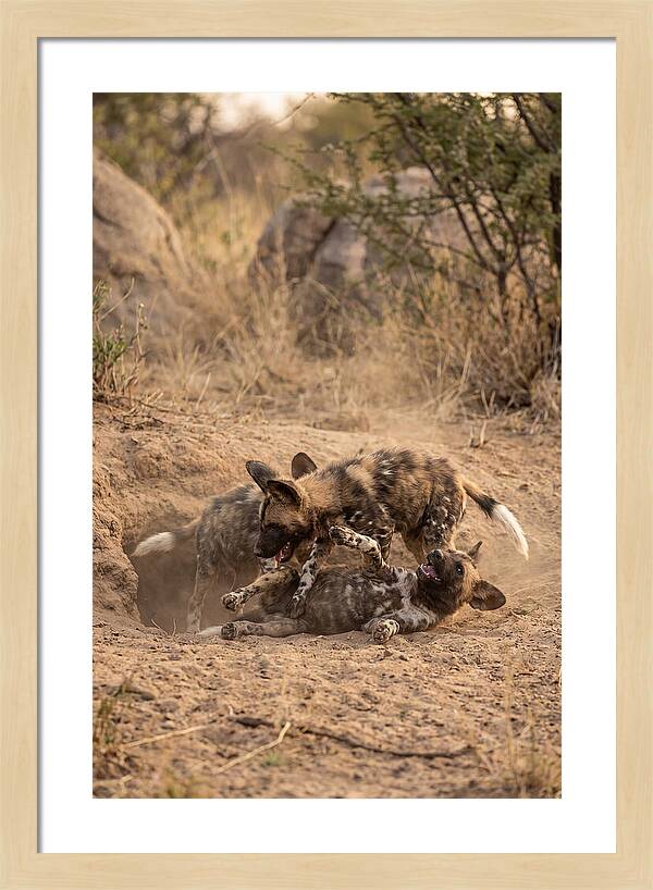 African Wild Dog Pups Playing