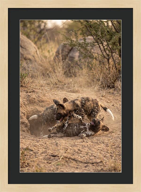African Wild Dog Pups Playing