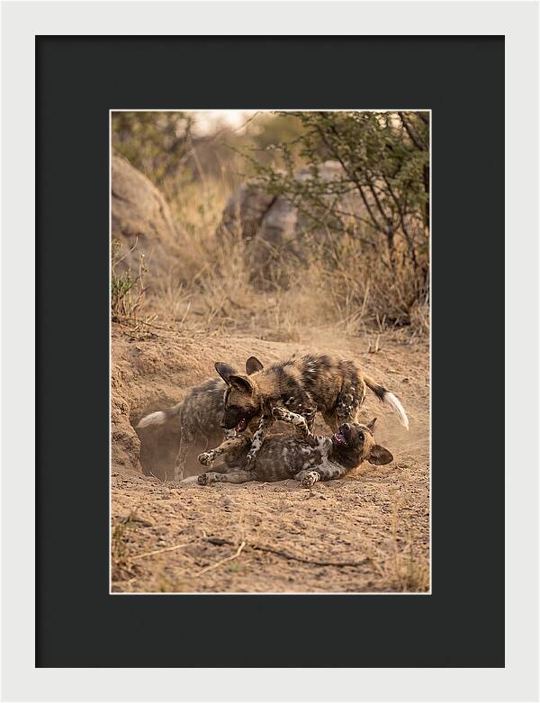 African Wild Dog Pups Playing