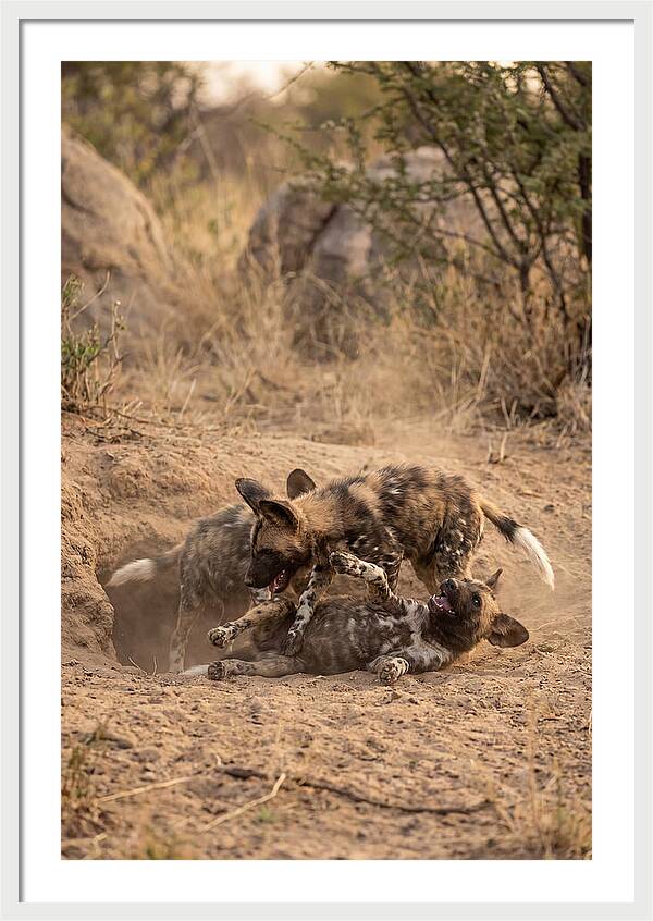 African Wild Dog Pups Playing