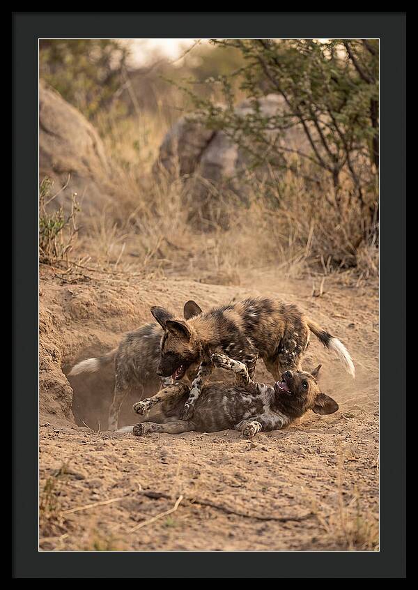 African Wild Dog Pups Playing