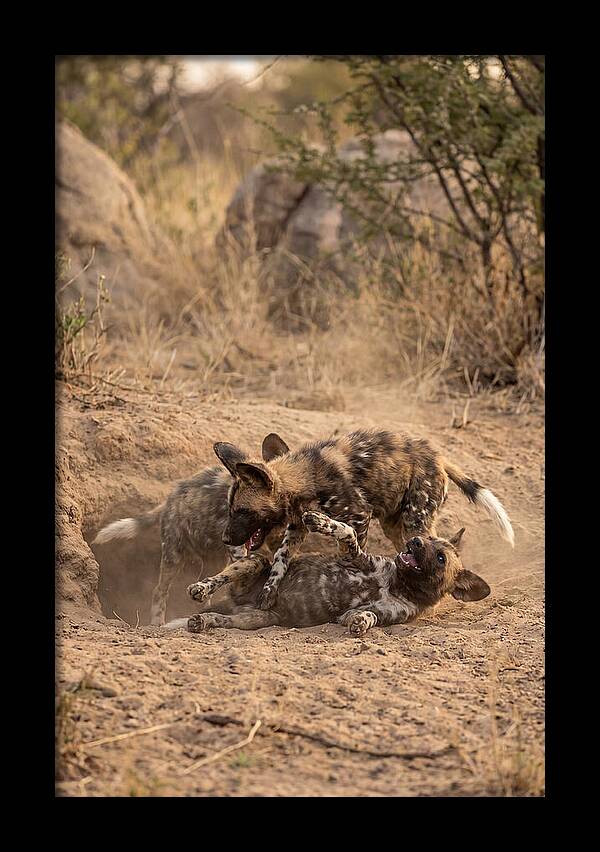 African Wild Dog Pups Playing