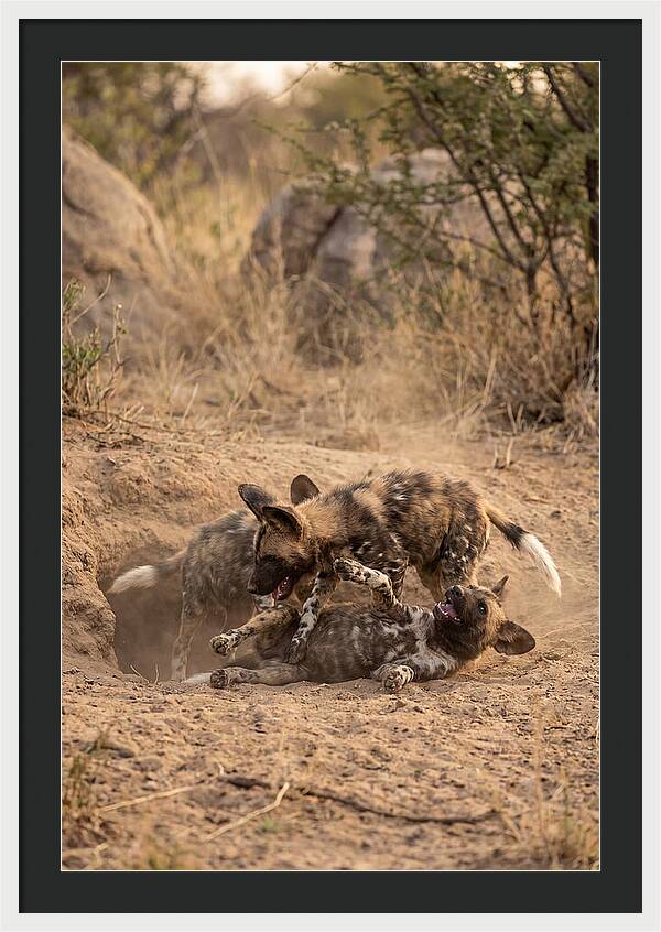 African Wild Dog Pups Playing