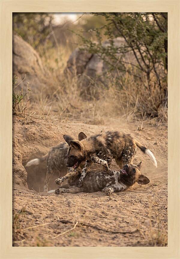 African Wild Dog Pups Playing