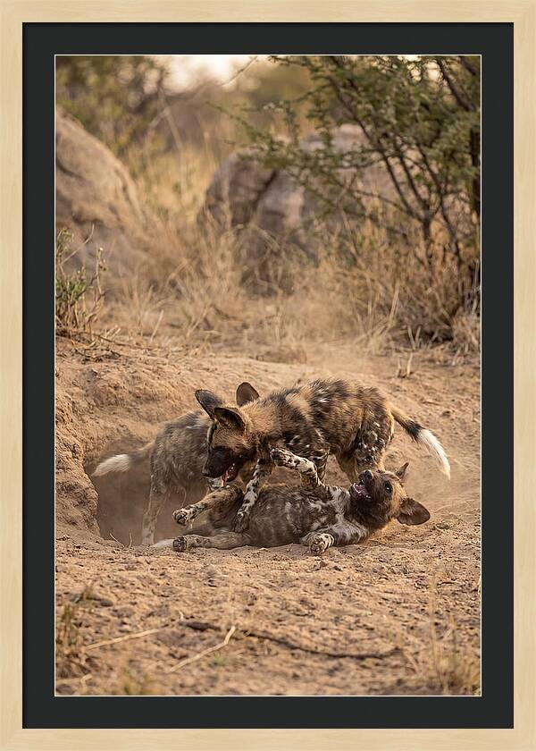 African Wild Dog Pups Playing