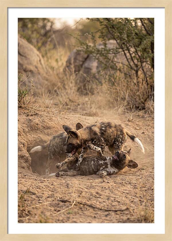 African Wild Dog Pups Playing