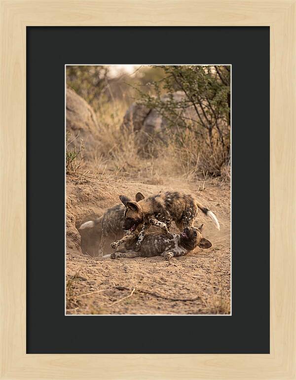 African Wild Dog Pups Playing