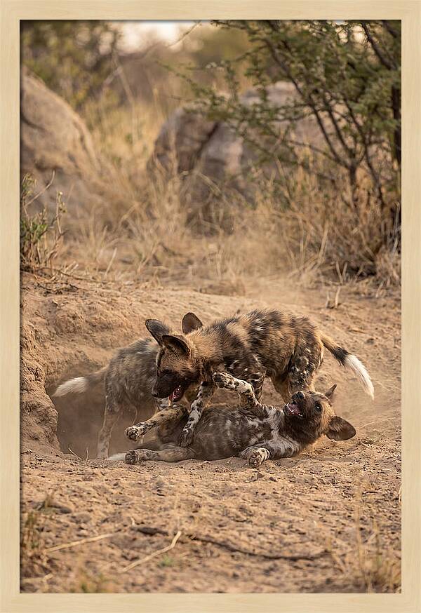 African Wild Dog Pups Playing