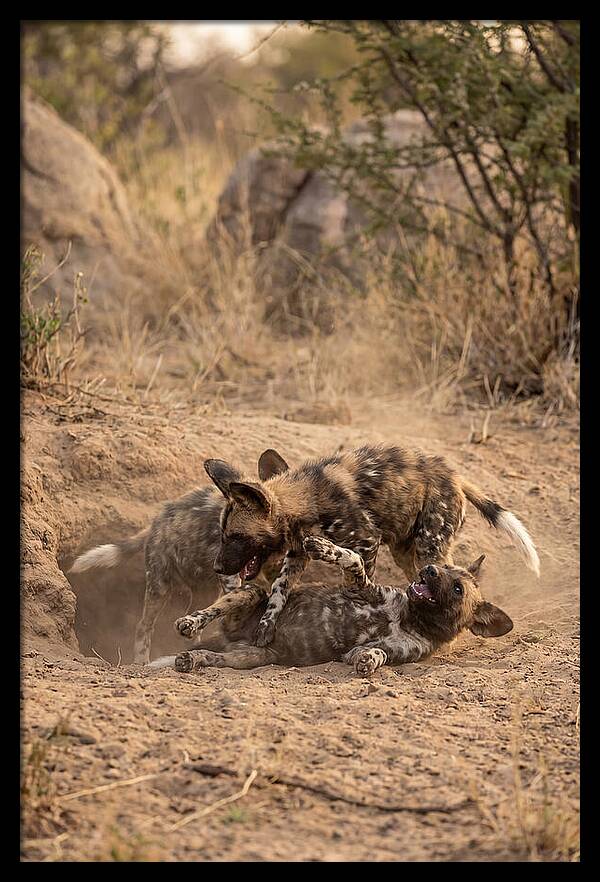 African Wild Dog Pups Playing